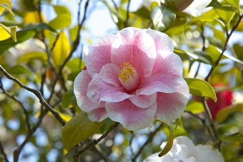 fragrante camelia.